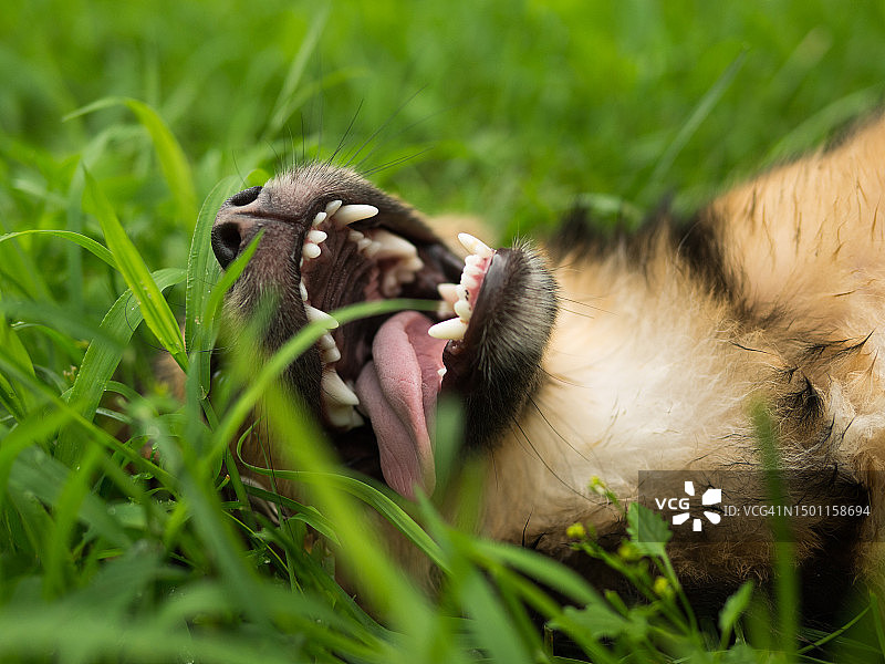 草地上狗狗的特写，中国辽宁沈阳图片素材