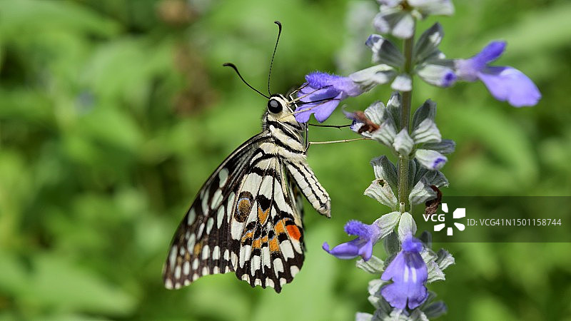 蝴蝶在紫色花朵上授粉的特写，印度图片素材