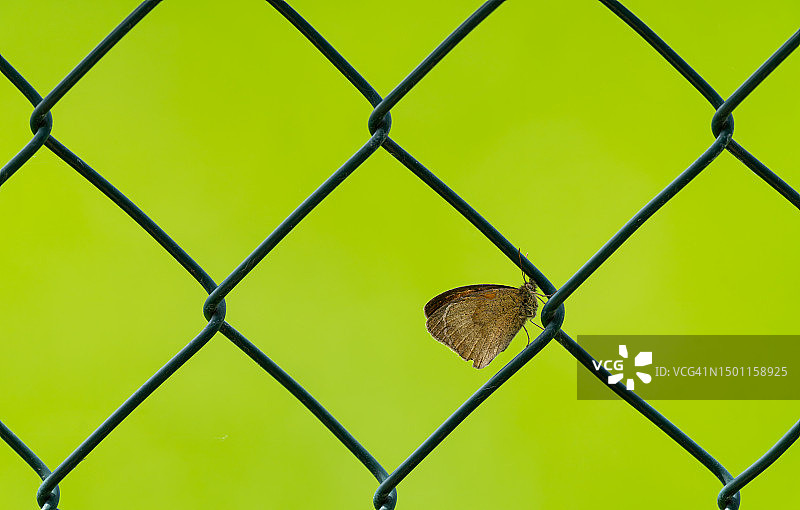 铁丝网围栏特写镜头，德国图片素材