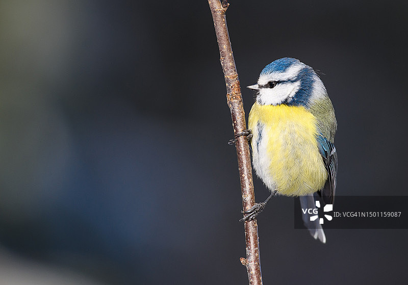 栖息在树枝上的蓝山雀特写，瑞典图片素材