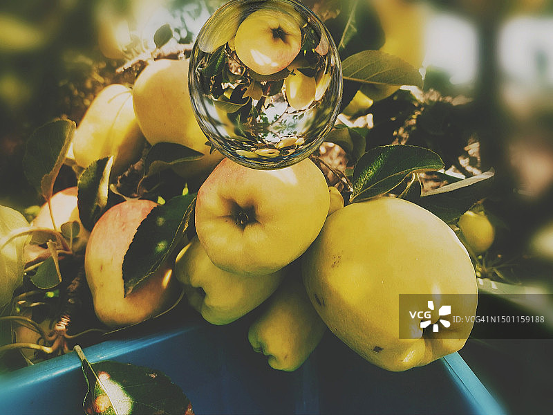 树上水果的特写，突尼斯坚杜拜省图片素材