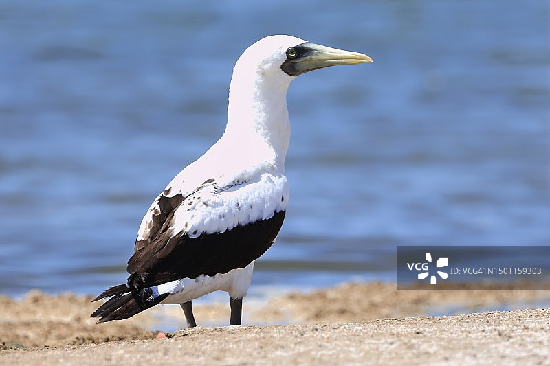 海鸥栖息于海滩岸边特写，印度古吉拉特邦波尔班达图片素材