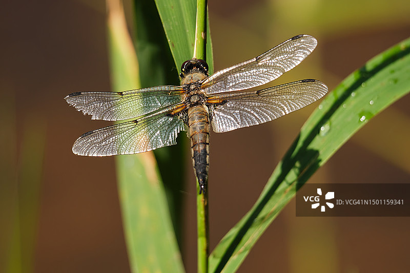 拉脱维亚植物上的蜻蜓特写图片素材