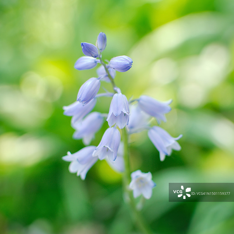 白色开花植物特写图片素材