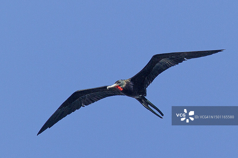 飞行中的雄性丽色军舰鸟图片素材