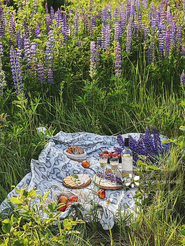 俄罗斯莫斯科州田野上薰衣草花的高角度景观图片素材