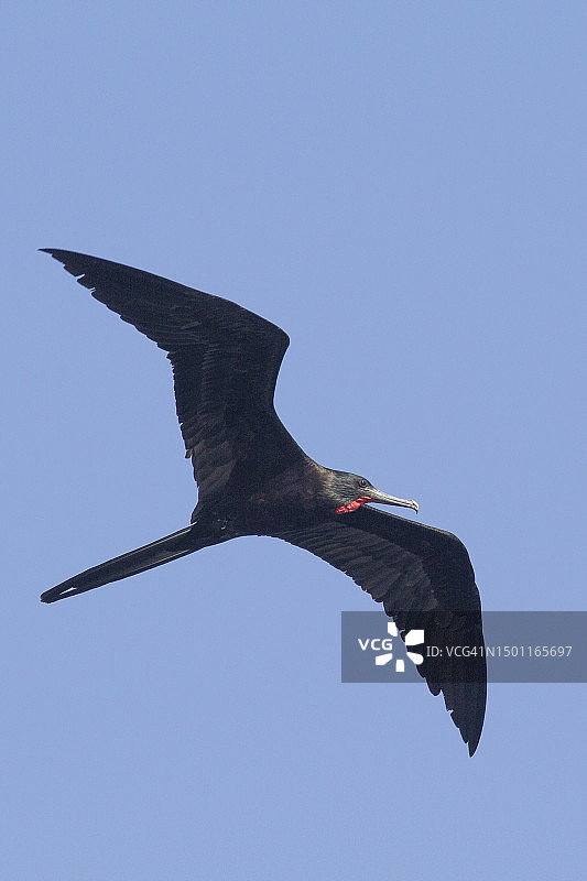 飞行中的雄性丽色军舰鸟图片素材