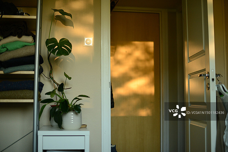 家中的白色架子上的绿色植物图片素材