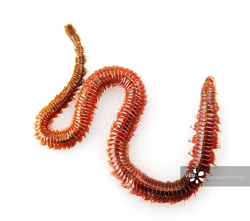 白色背景上的沙虫（Arenicola Marina）图片素材