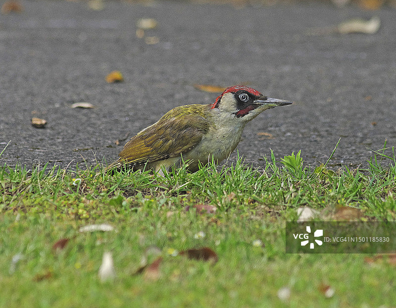 绿啄木鸟(Picus viridis)图片素材