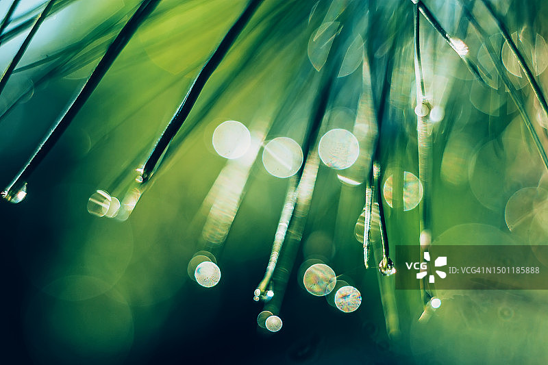 针状冷杉树上的雨滴抽象微距照片，蓝绿色散景光在松针背景上图片素材