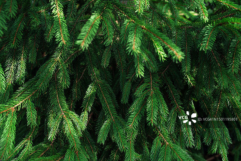 圣诞树的树枝，新年，圣诞节图片素材