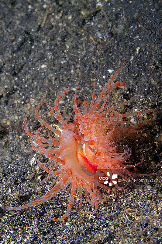 条纹弗莱克拉姆图片素材