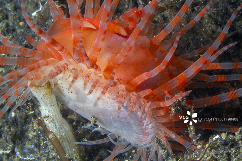 带状弗莱克拉姆特写图片素材