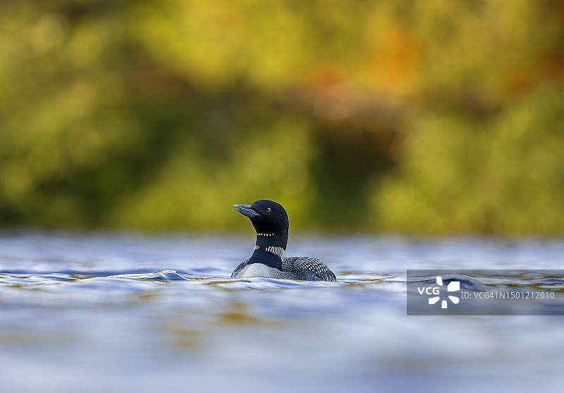 潜伏的潜鸟图片素材