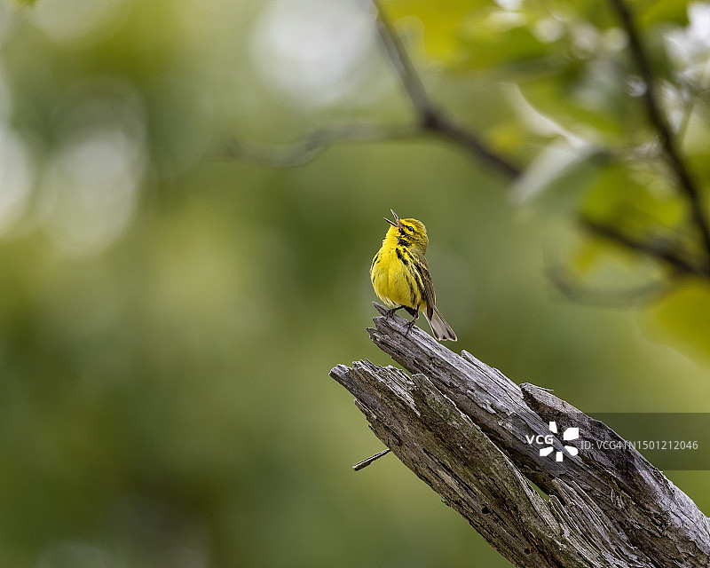 草原莺图片素材