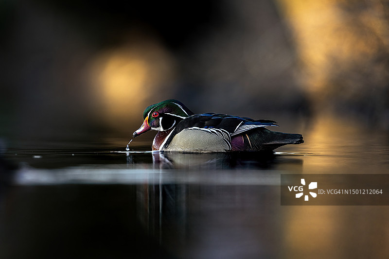 伍迪日出图片素材