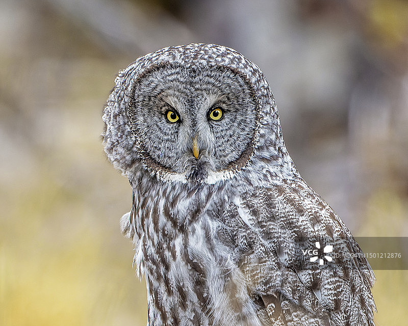 灰林鸮头部特写图片素材