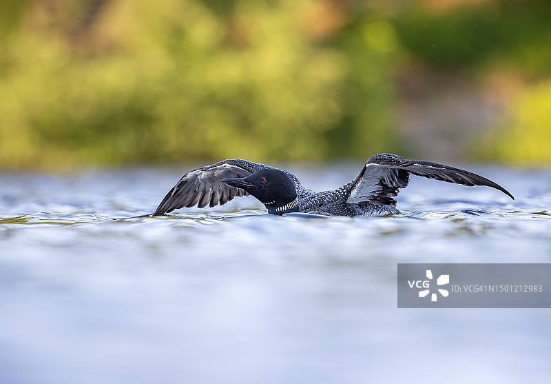 正在展示的小鸟图片素材