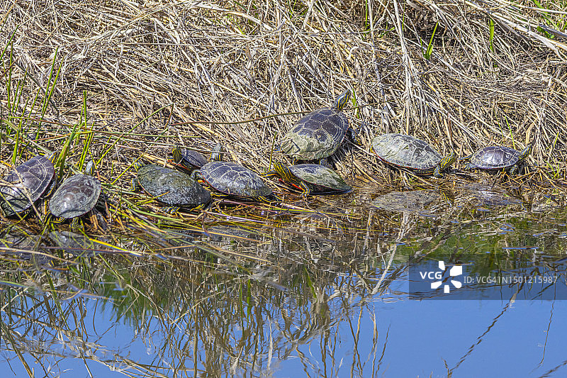水边的乌龟图片素材