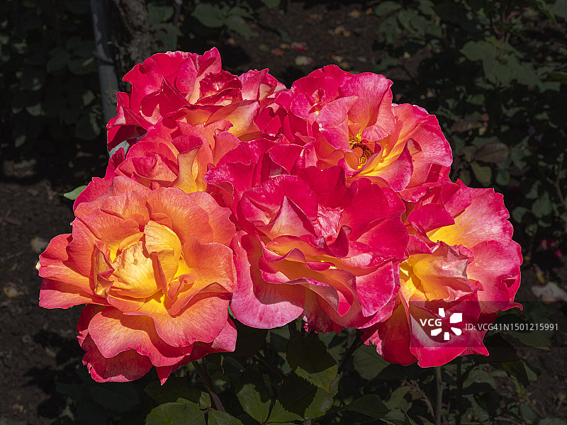 玫瑰花园-波特兰OR 014图片素材