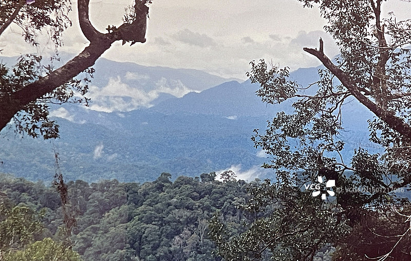 印度尼西亚亚齐省的苏门答腊热带雨林图片素材