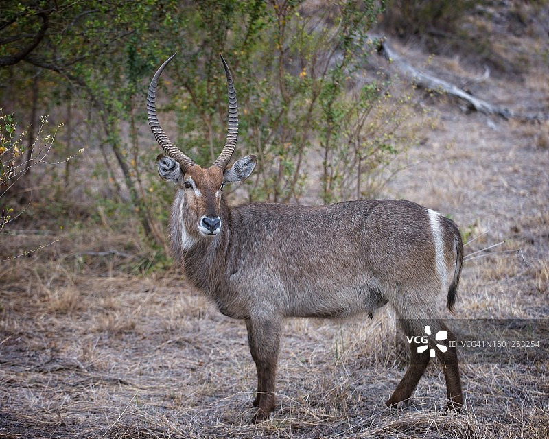 非洲大羚羊图片素材