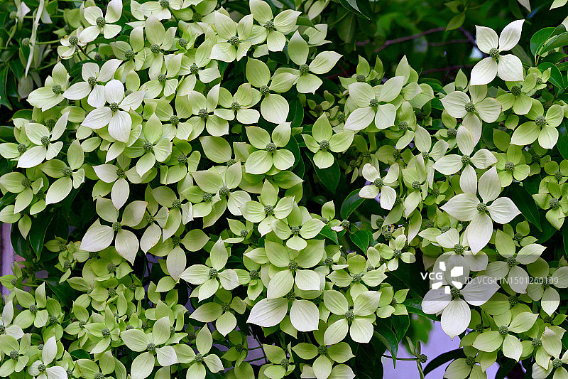 四照花：星状花朵图片素材