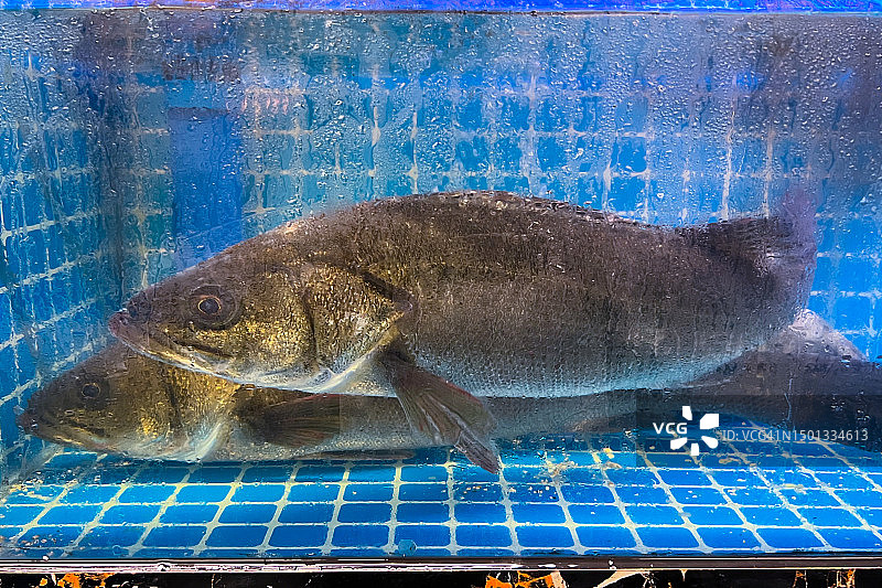 鱼缸中的日本鲈鱼图片素材