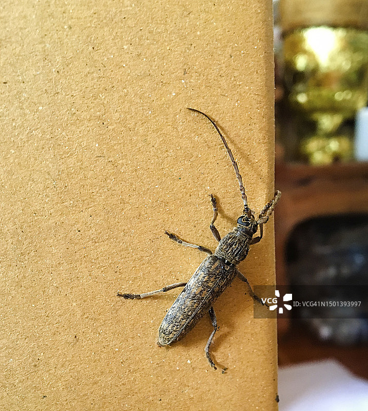 天牛特写图片素材