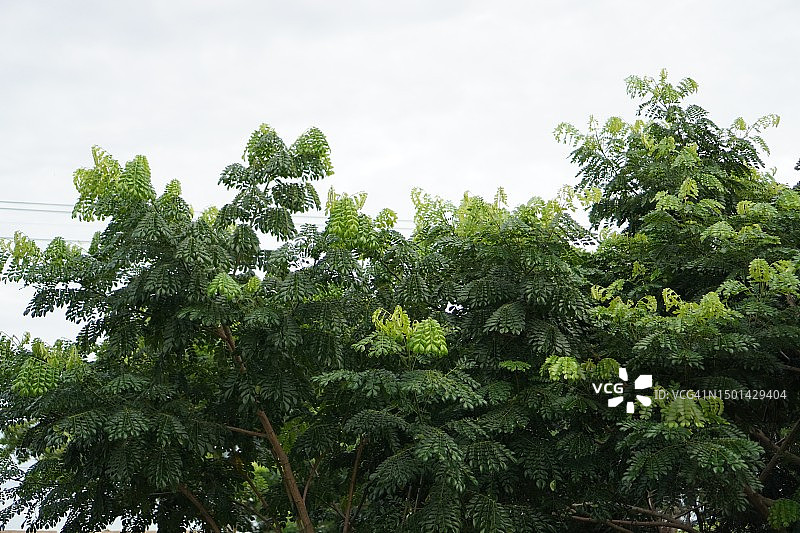 雨树，雨豆树，自然背景图片素材
