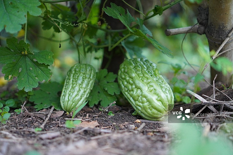 绿色蔬菜苦瓜图片素材