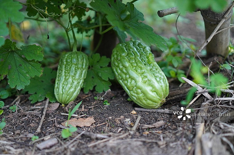 绿色蔬菜苦瓜图片素材