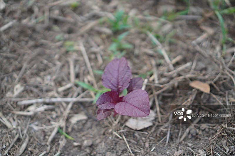 苋科红叶蔬菜菠菜在花园中新鲜绽放，天然食品背景图片素材