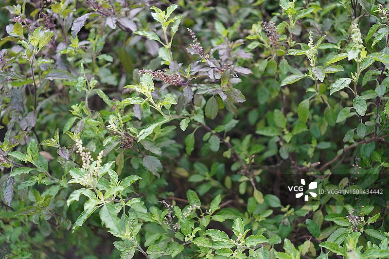 泰国圣罗勒(Ocimum tenuflorum sanctum)或Tulsi kaphrao圣罗勒是一种直立的，叶子红色的蔬菜，在自然背景下盛开在花园中图片素材
