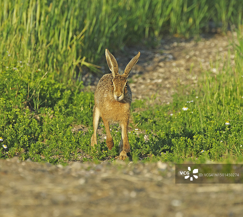 野兔[欧洲狼疮]图片素材