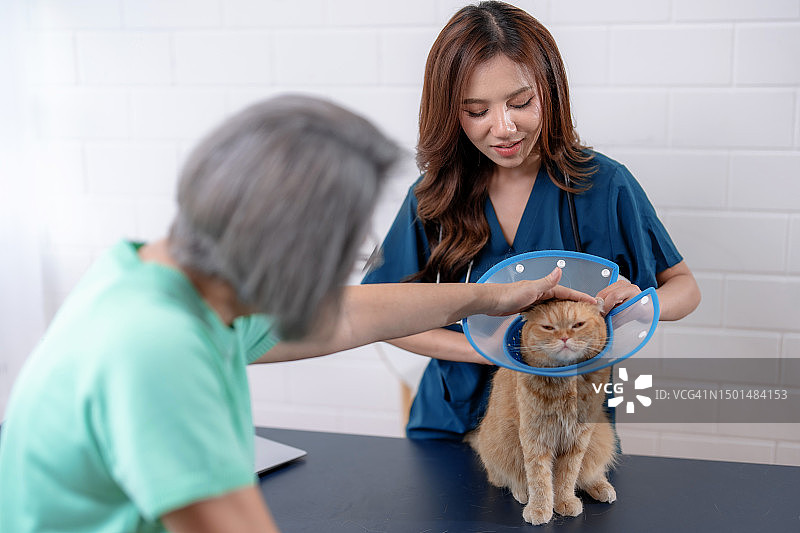 老年妇女带爱猫去看兽医图片素材