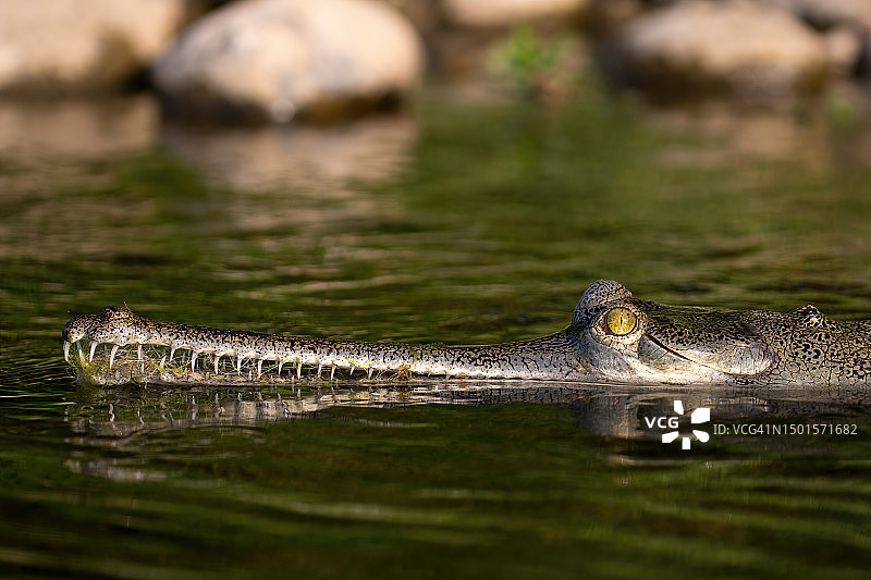奇特旺国家公园纳拉亚尼河中的食鱼鳄 - 尼泊尔图片素材