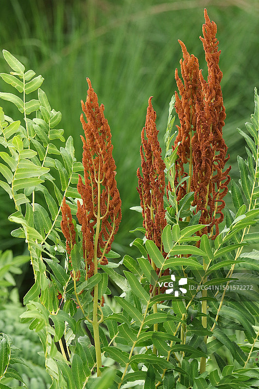 生长在潮湿地区边缘的皇家蕨图片素材