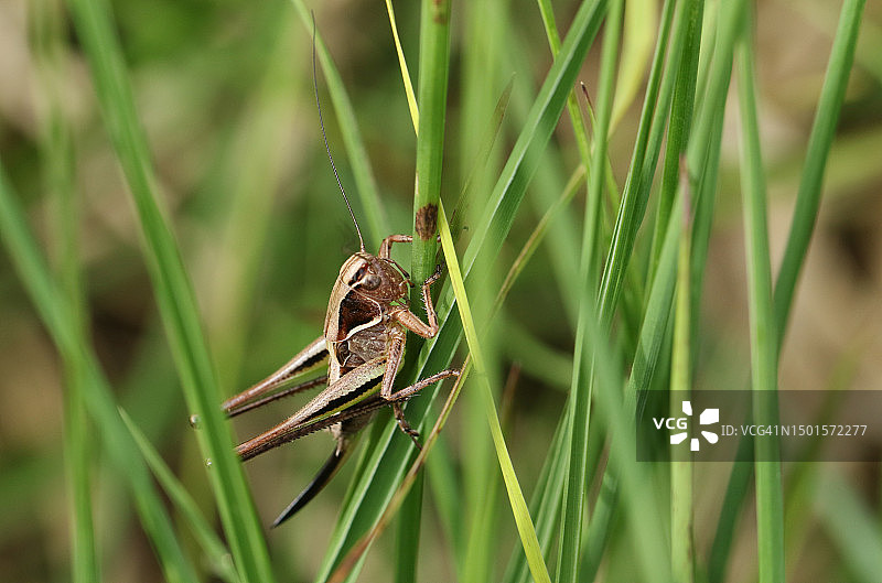 沼泽灌木蟋蟀停留在沼泽地区的草叶上图片素材