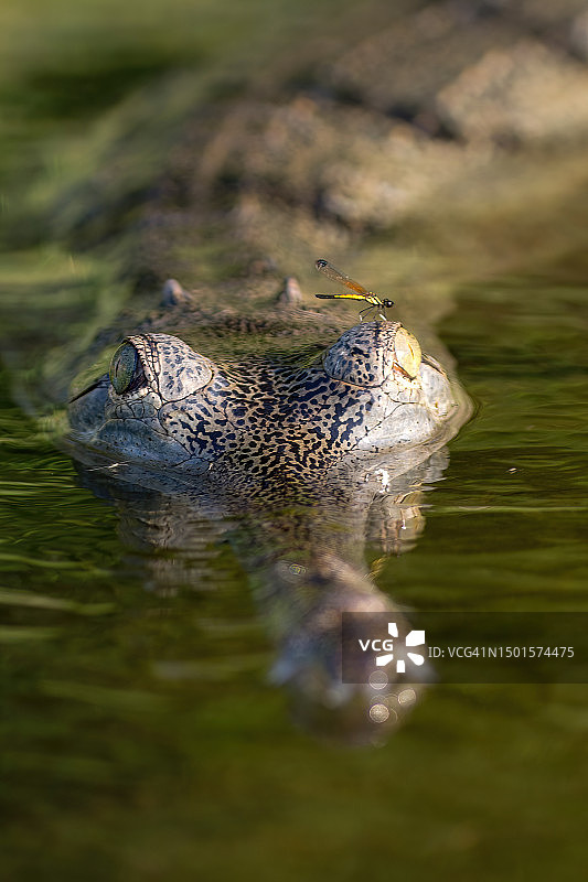 尼泊尔奇特旺国家公园，纳拉亚尼河中的食鱼鳄与蜻蜓（竖版）图片素材