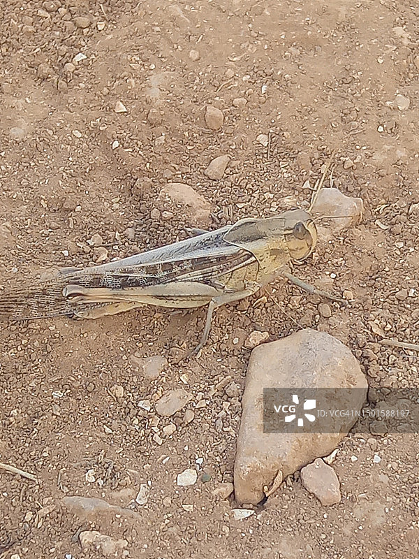埃及蝗虫特写图片素材