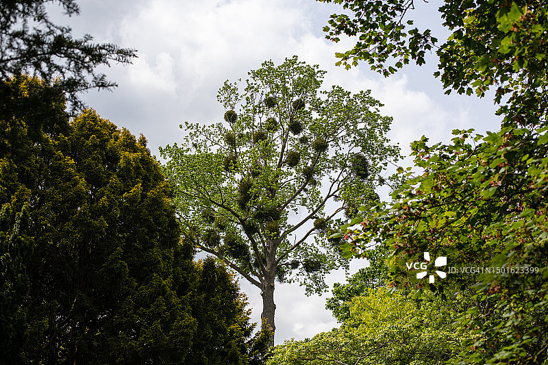 爱尔兰国家植物园图片素材