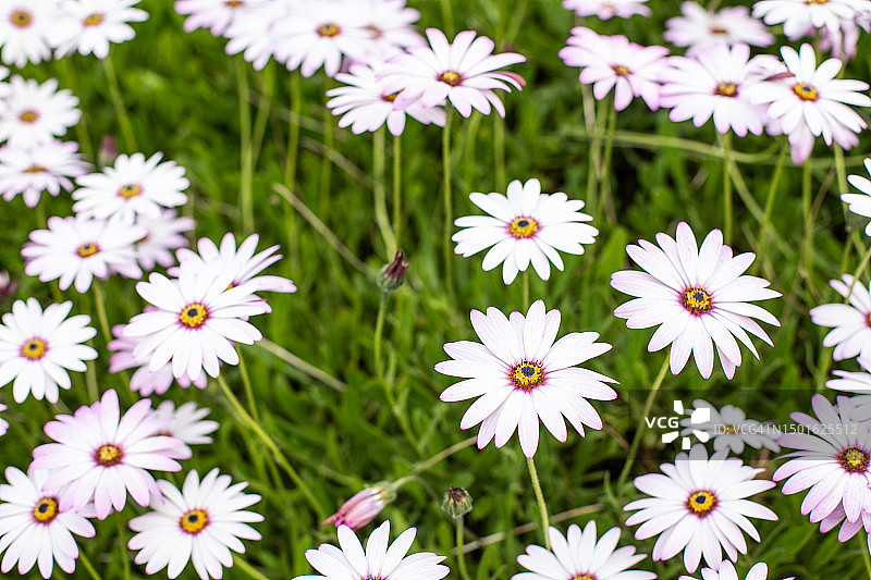 爱尔兰国家植物园图片素材