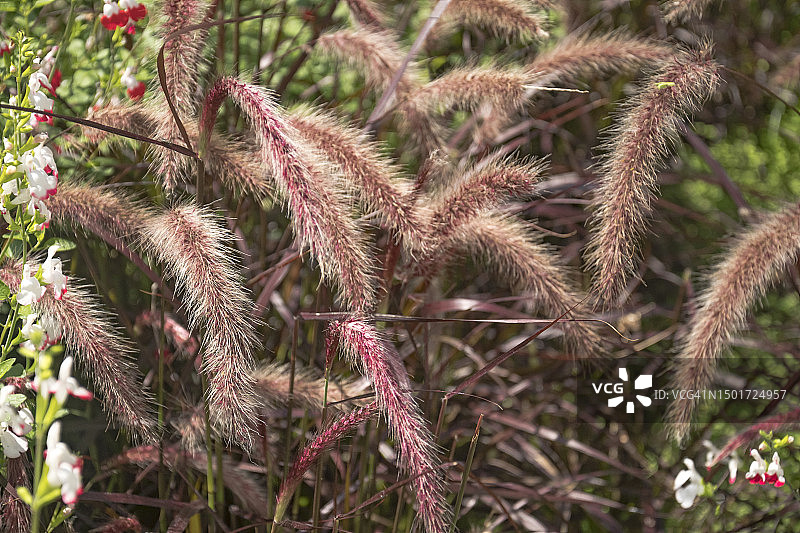 紫穗狼尾草图片素材