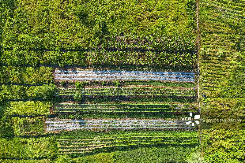 菜园的俯视图图片素材