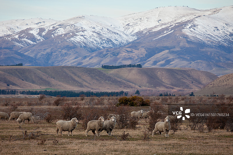 新西兰罗姆尼羊图片素材