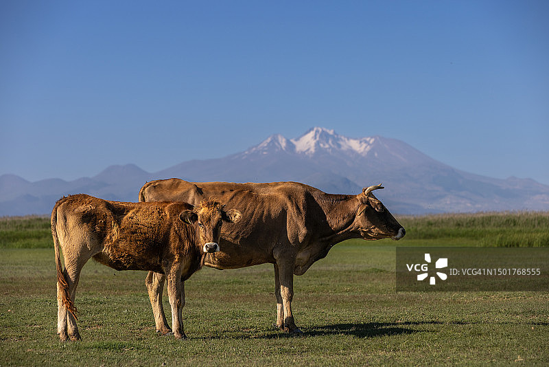 公牛和小牛犊在草地上图片素材