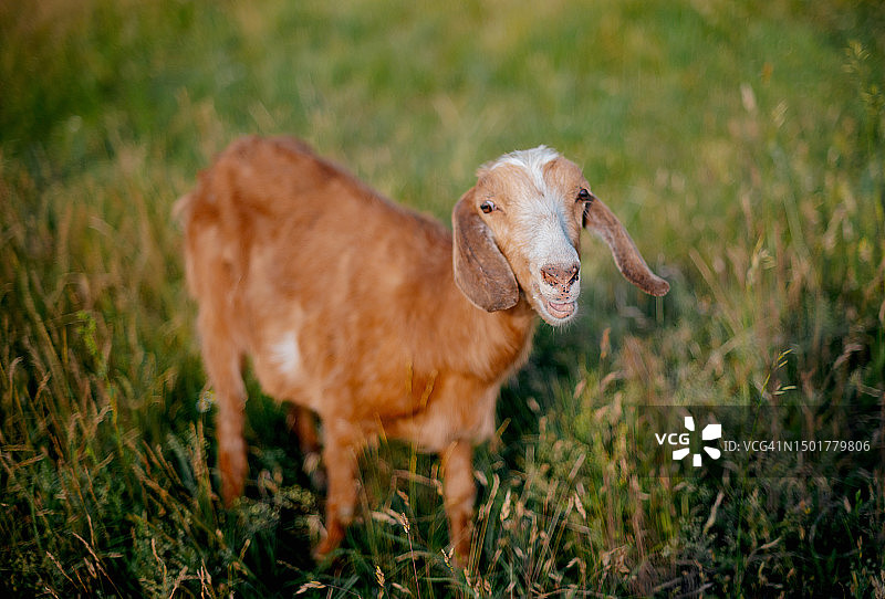 在草地上吃草的小山羊图片素材