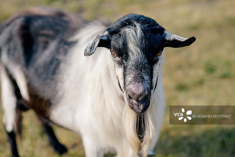 灰色山羊。农场里的家养山羊。可爱的安哥拉山羊。乡村生态农场的山羊图片素材